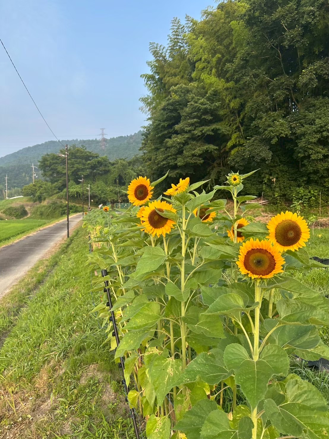 ドライブやお散歩